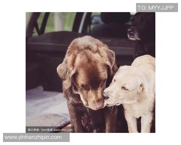 足球明星与爱犬的甜蜜瞬间展现情侣间的深情与默契